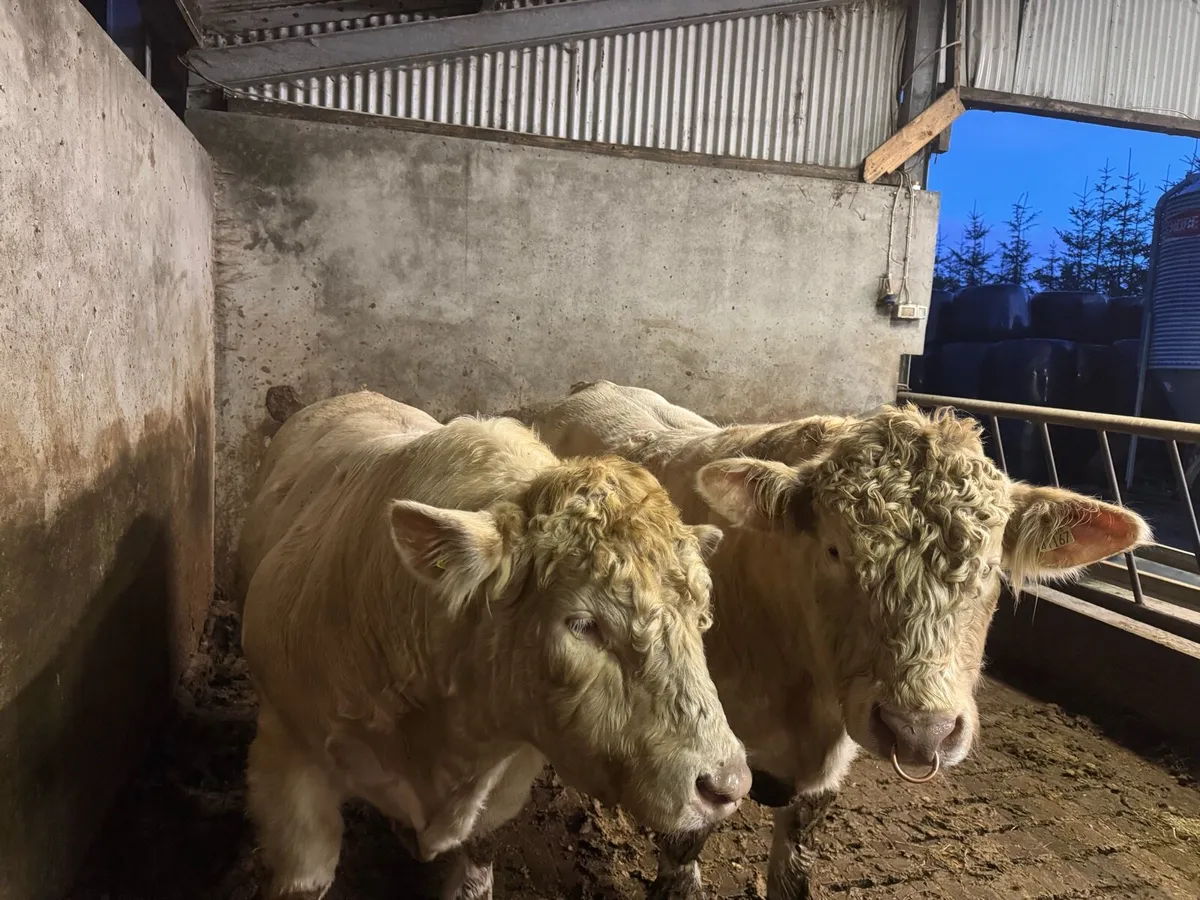 2 Pedigree Charolais bulls for sale - Image 1