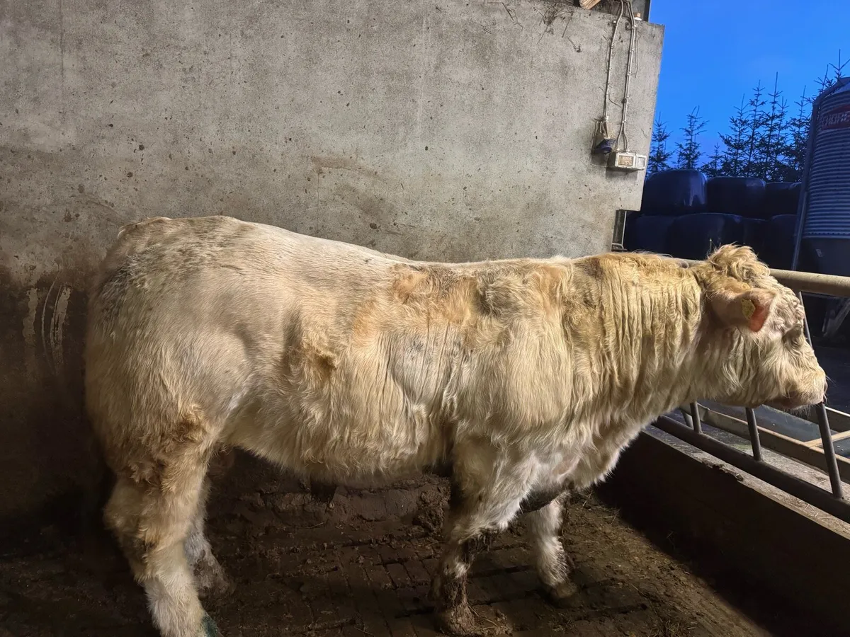2 Pedigree Charolais bulls for sale - Image 2