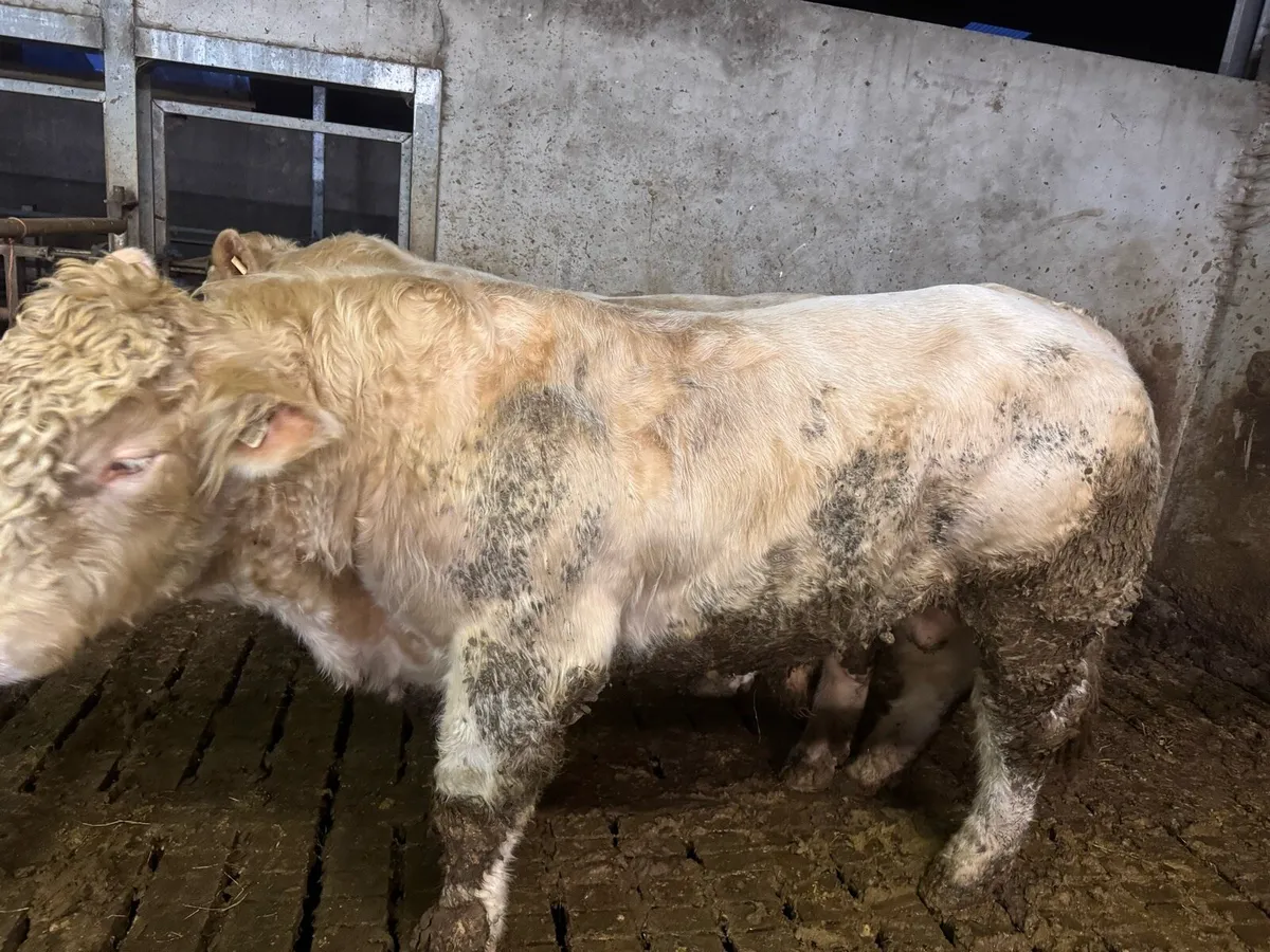 2 Pedigree Charolais bulls for sale - Image 3