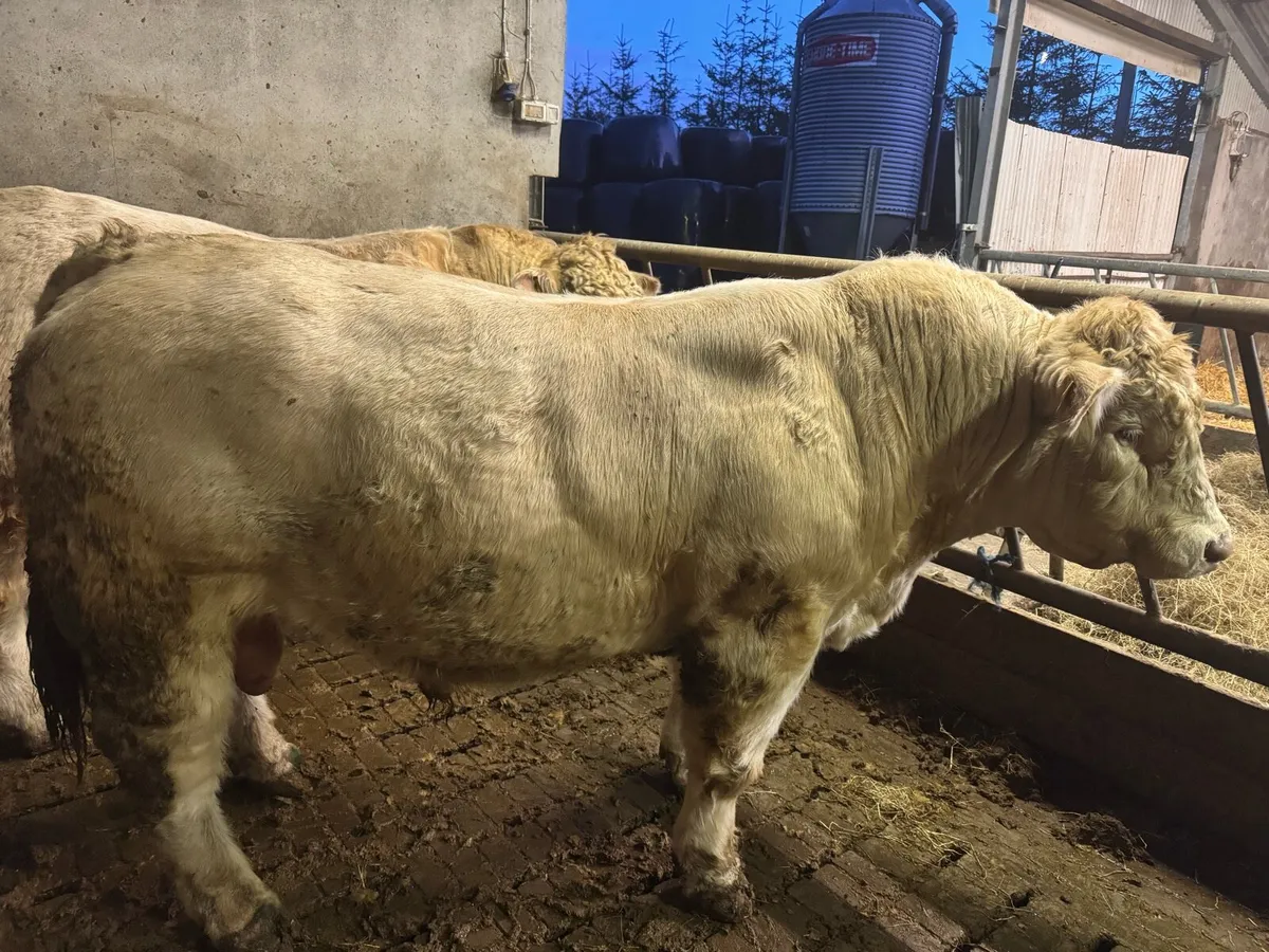 2 Pedigree Charolais bulls for sale - Image 4