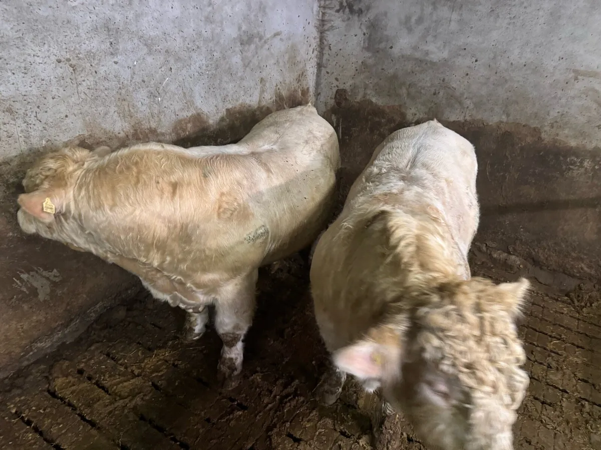 2 Pedigree Charolais bulls for sale - Image 1