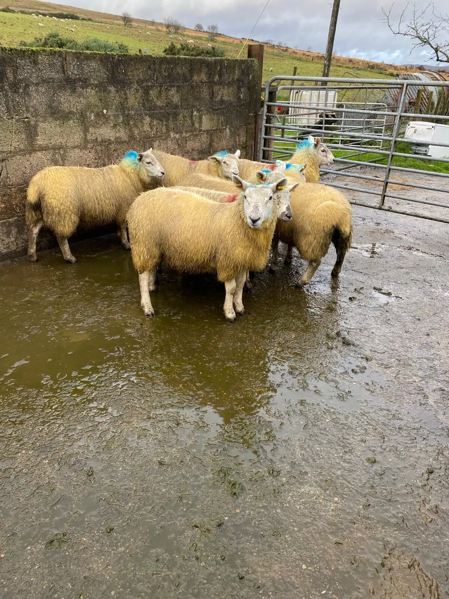 Mule Ewe lambs - Image 2