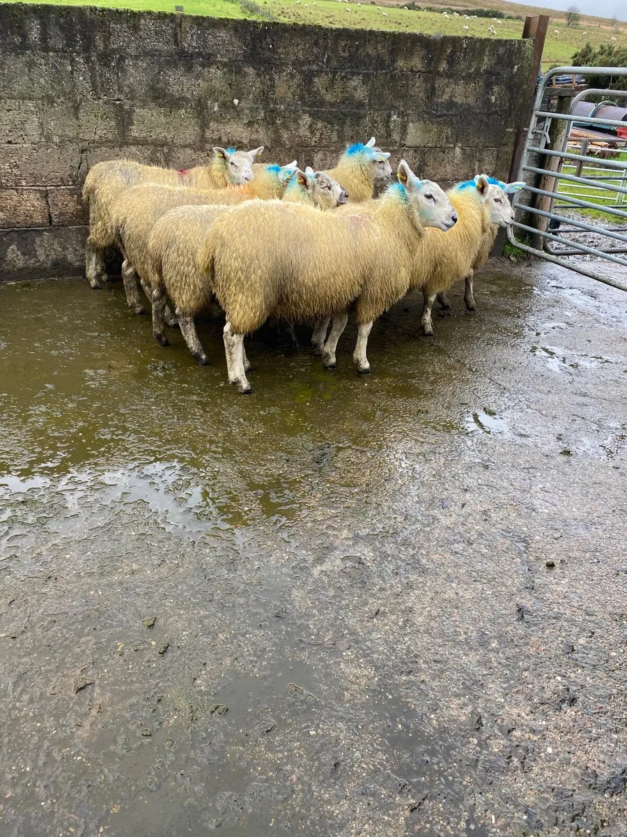 Mule Ewe lambs - Image 1