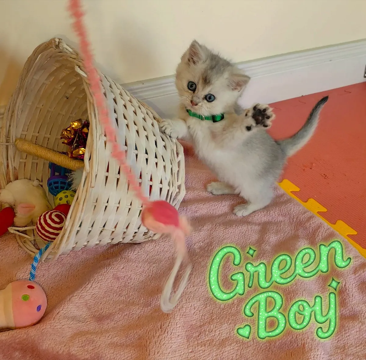 💙 Gorgeous Ragdoll BSH Kittens 💙 - Image 3