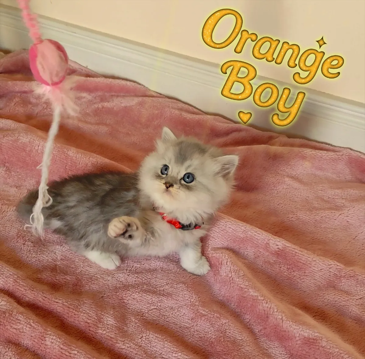 💙 Gorgeous Ragdoll BSH Kittens 💙 - Image 2