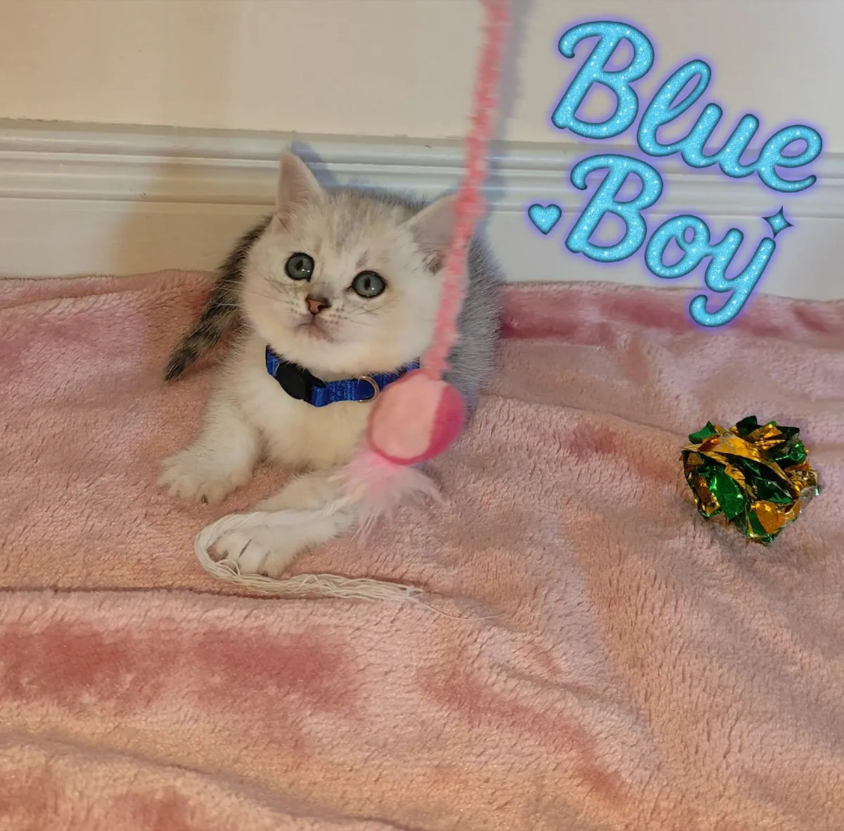 💙 Gorgeous Ragdoll BSH Kittens 💙 - Image 4