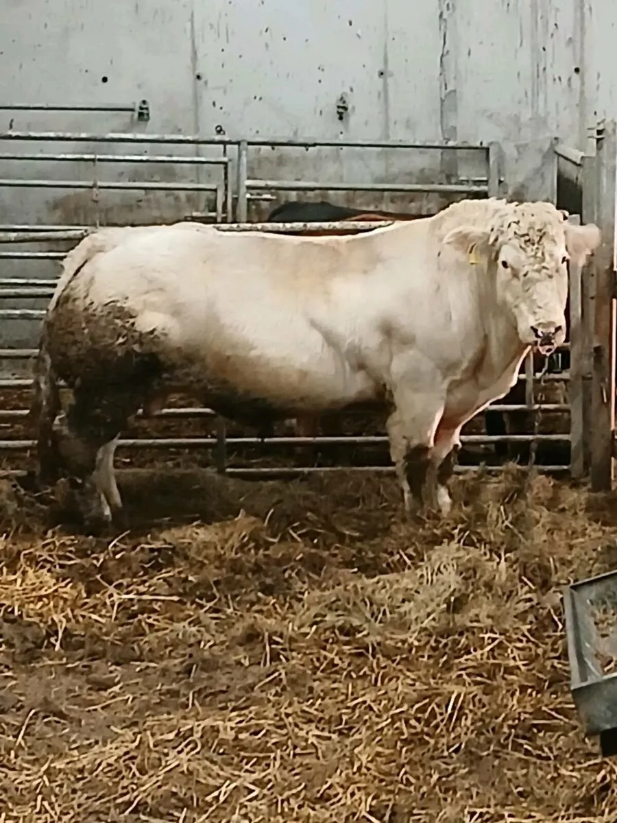 PB Belgian blue bull - Image 1