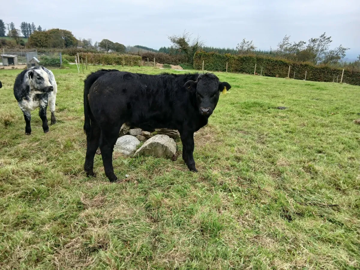 Organic Limousine bull and heifer calf - Image 2