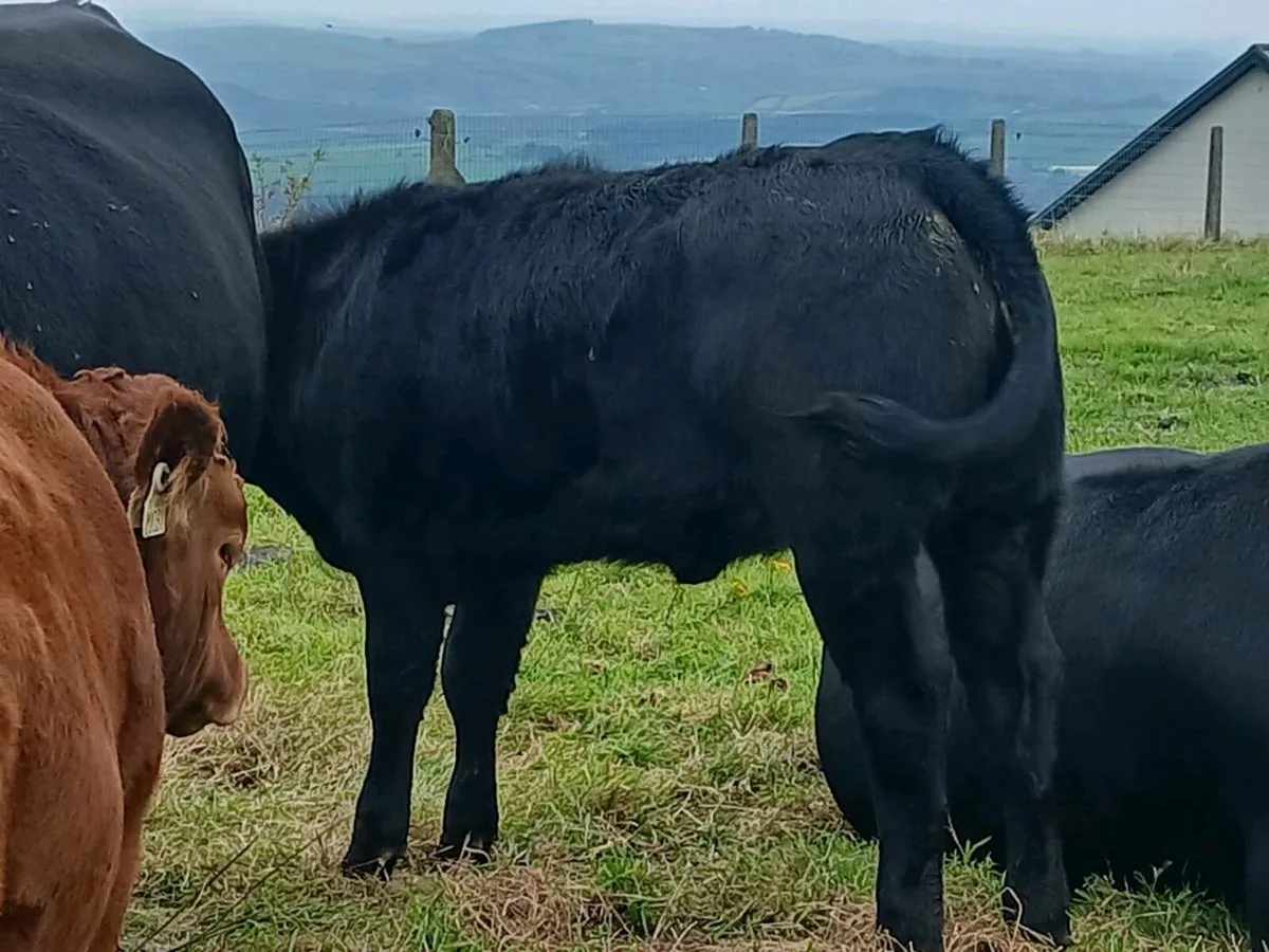 Organic Limousine bull and heifer calf - Image 3
