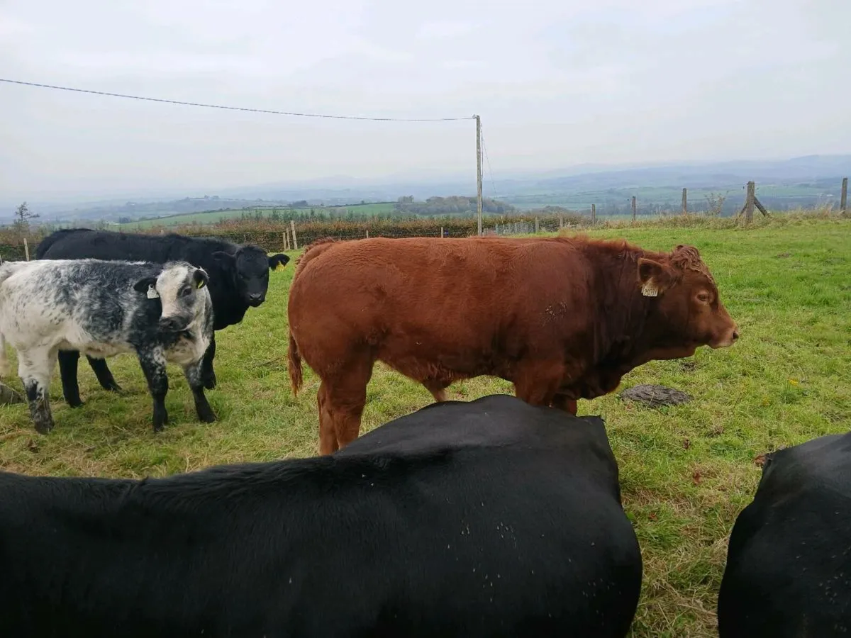 Organic Limousine bull and heifer calf - Image 1