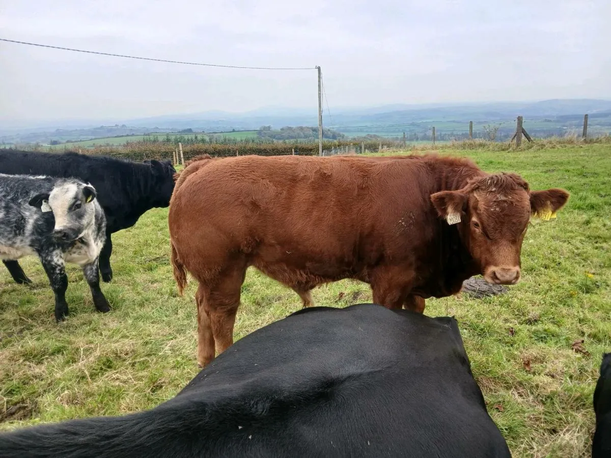 Organic Limousine bull and heifer calf - Image 4