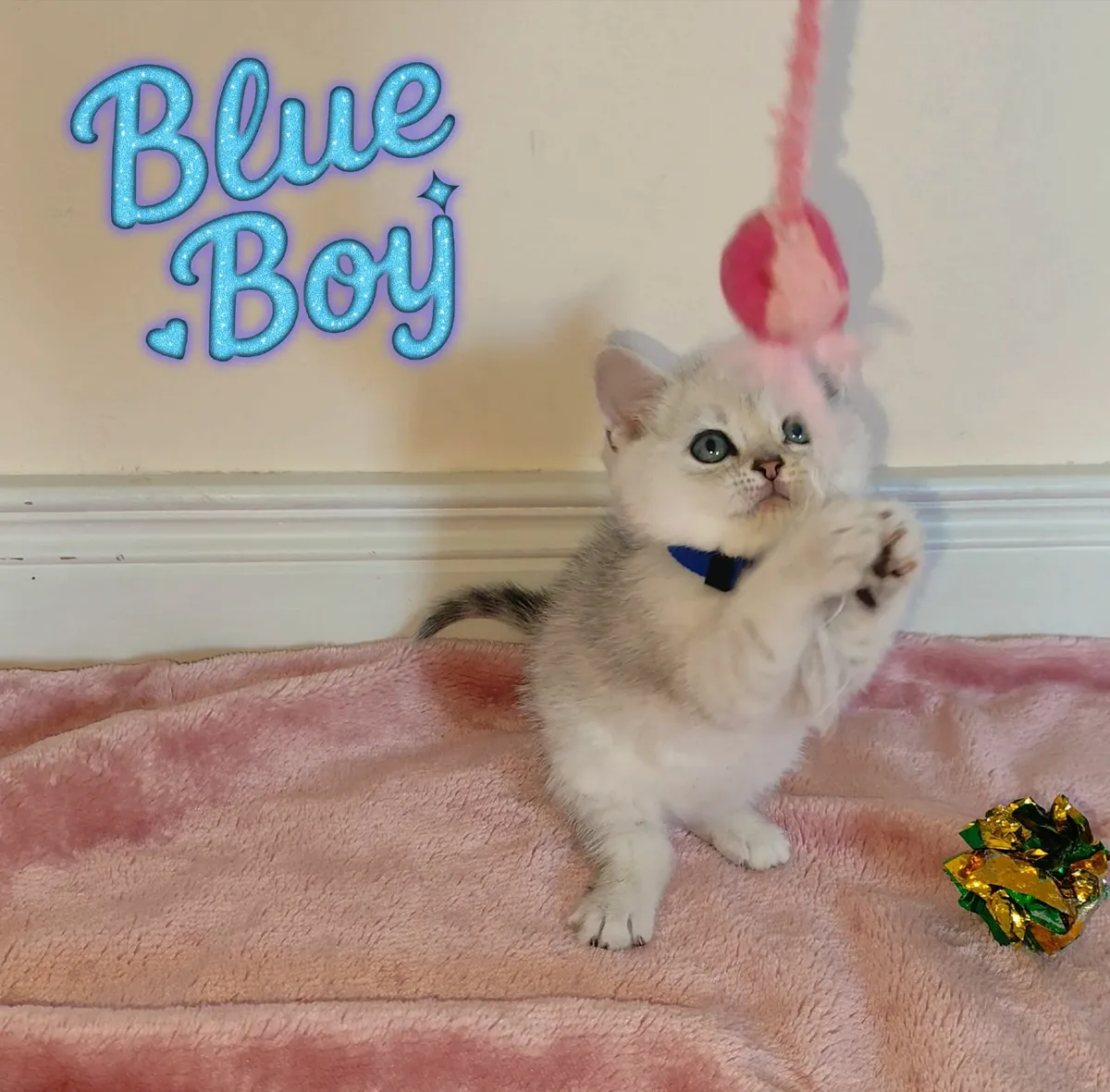 💙 Gorgeous Ragdoll BSH Kittens 💙 - Image 3