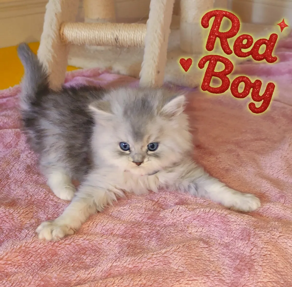 💙 Gorgeous Ragdoll BSH Kittens 💙 - Image 2