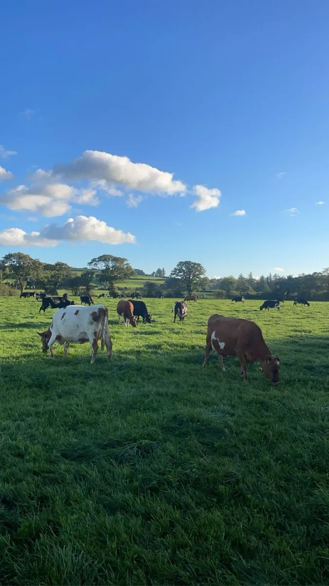 In-Calf Crossbred Cows - Image 2