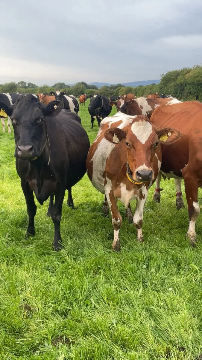 In-Calf Crossbred Cows - Image 3