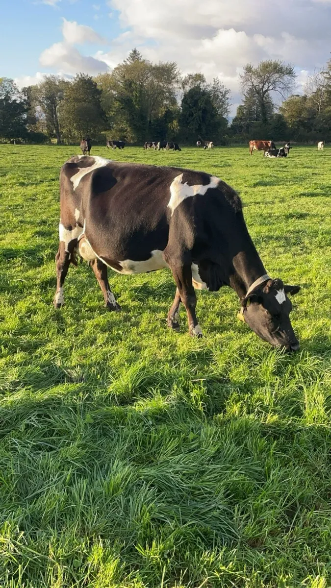 In-Calf Crossbred Cows - Image 4