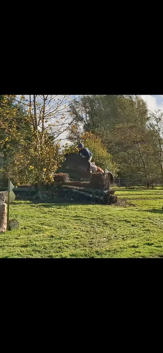 16.2hh Gelding - Image 2