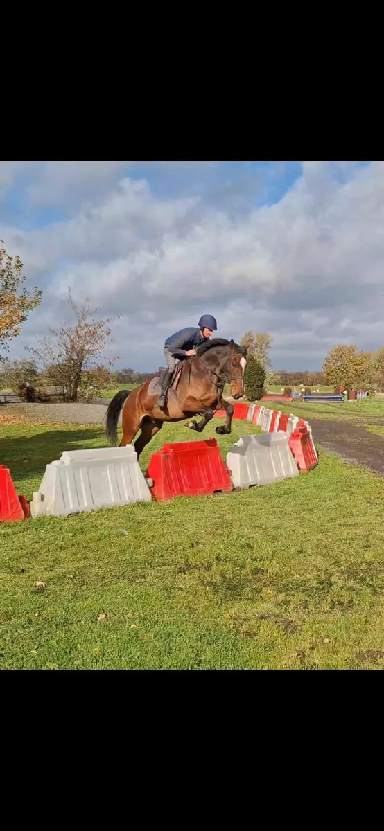 16.2hh Gelding - Image 3