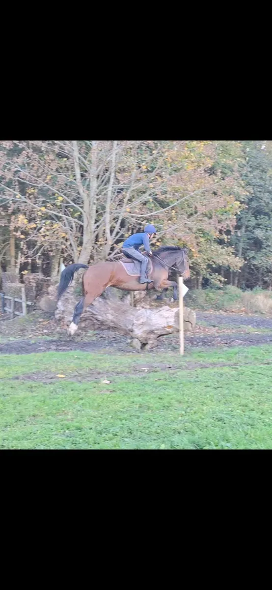 16.2hh Gelding - Image 4