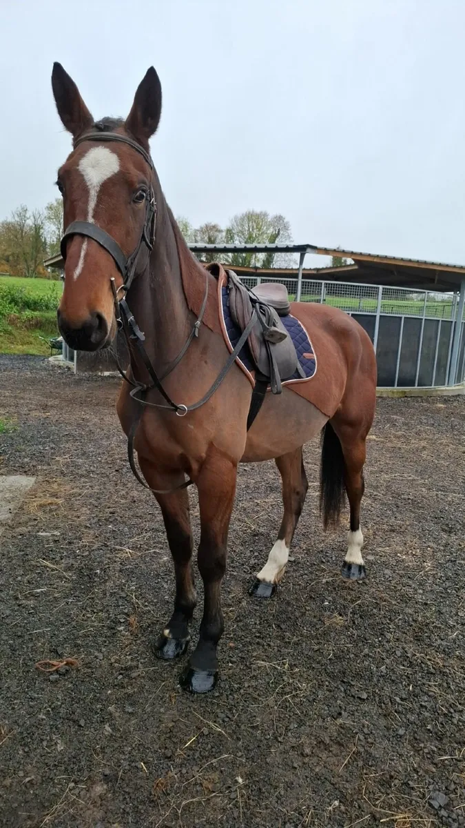 16.2hh Gelding - Image 1