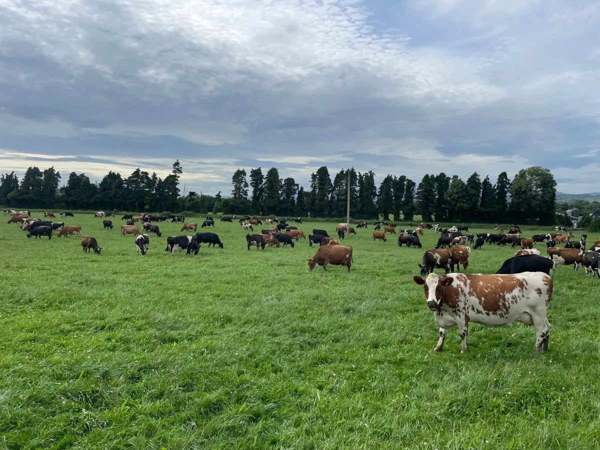In-Calf Crossbred Cows - Image 1