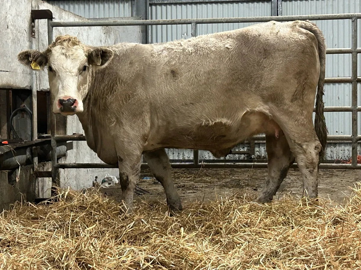 Smashing charlois incalf heifer - Image 1