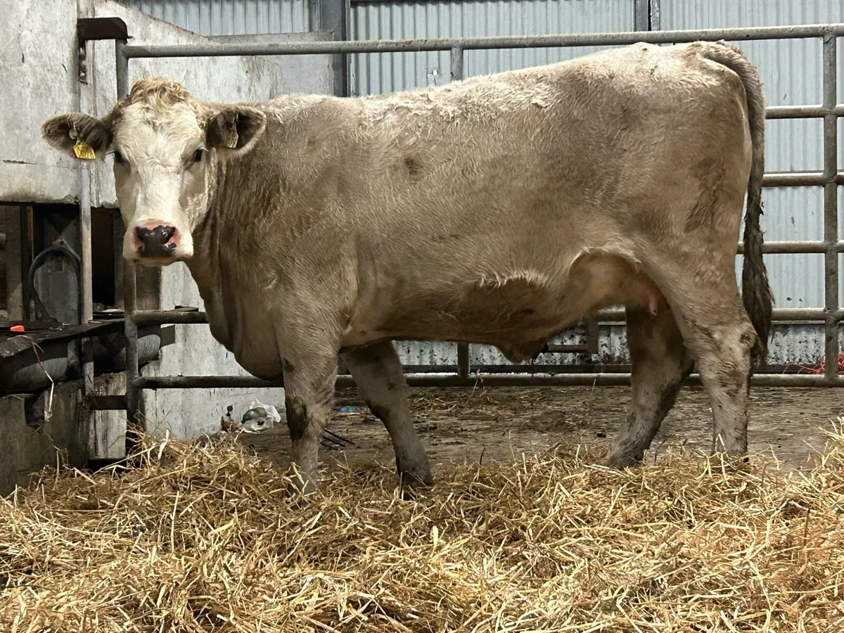 Smashing charlois incalf heifer - Image 2