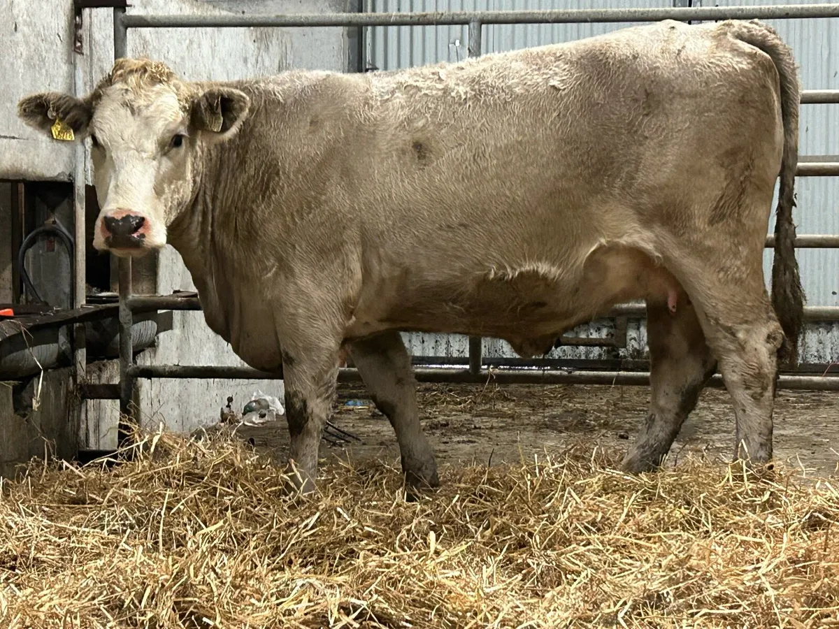 Smashing charlois incalf heifer - Image 3