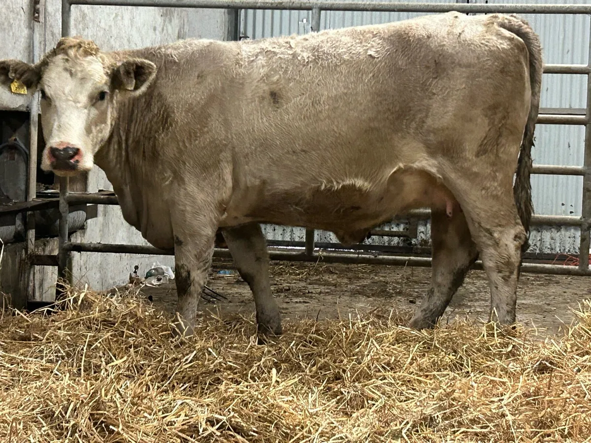 Smashing charlois incalf heifer - Image 4