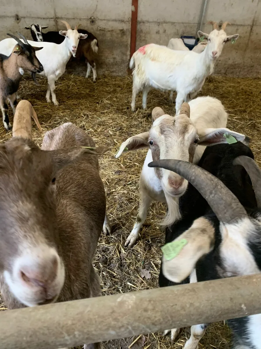 Dairy Goats - Image 3