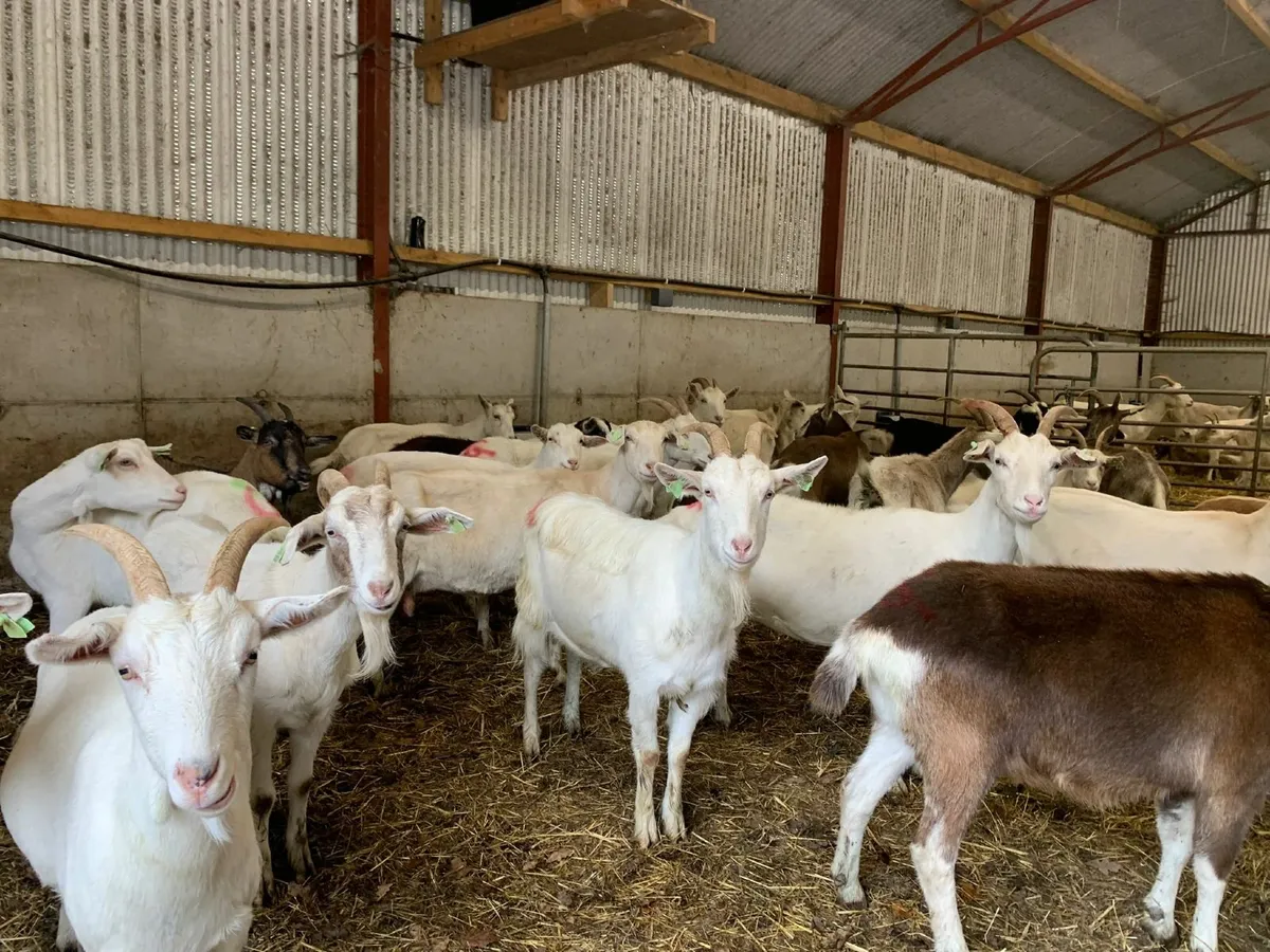 Dairy Goats - Image 4