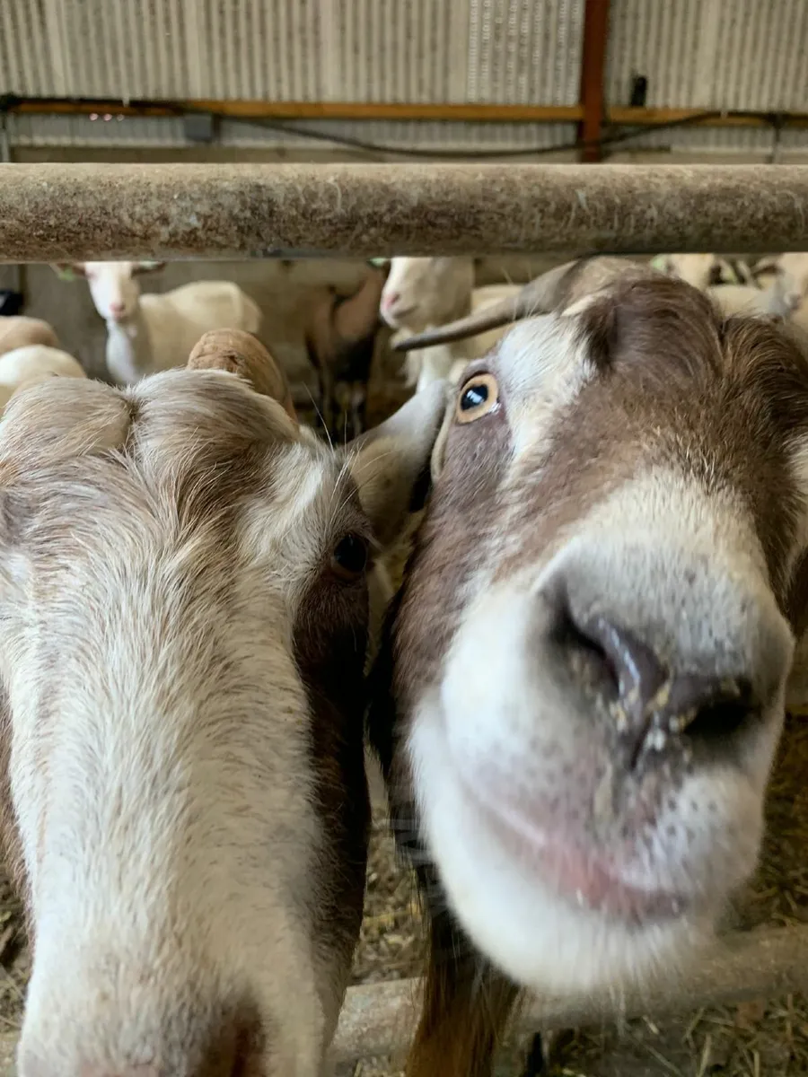 Dairy Goats - Image 1