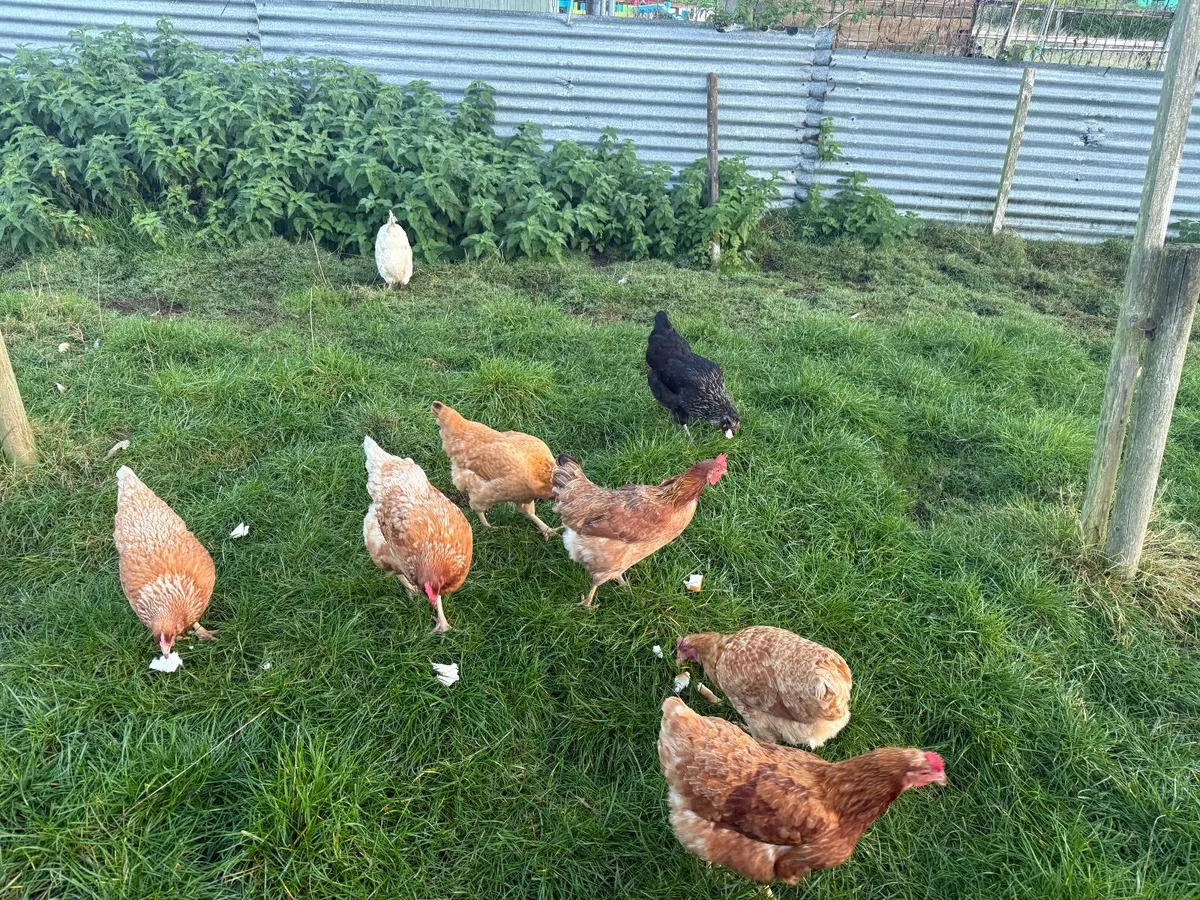 Laying hens for sale - Image 1