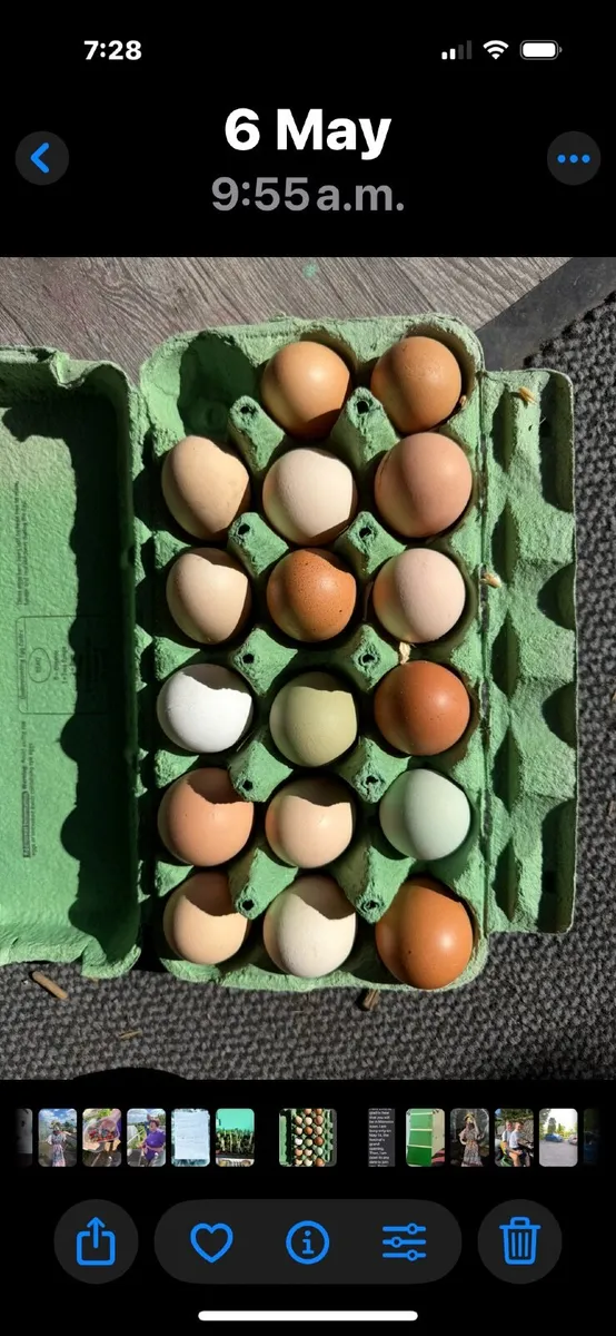 Laying hens for sale - Image 2