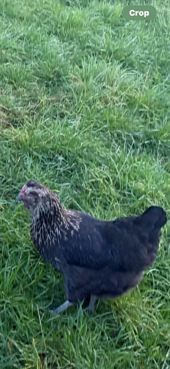 Laying hens for sale - Image 3