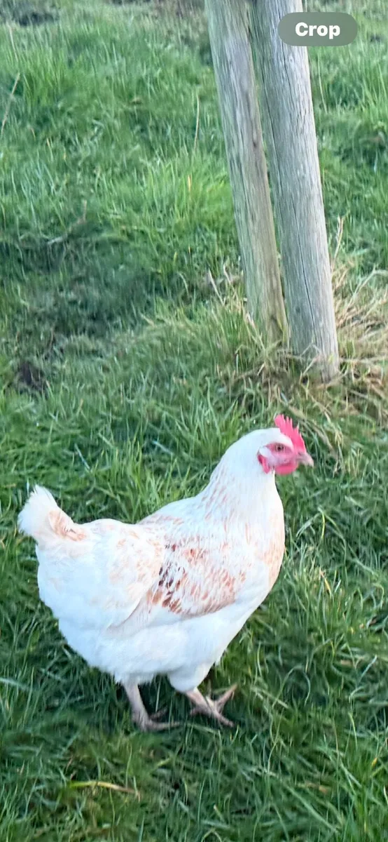 Laying hens for sale - Image 4