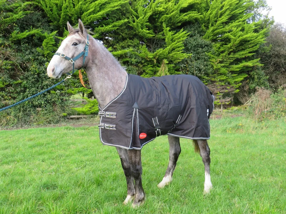 Winter Turnout and Stable Rugs - Image 2