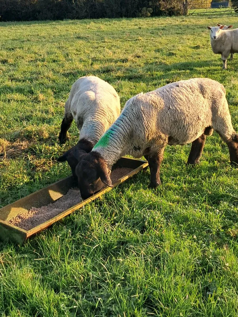 Pbnr suffolk ram - Image 1