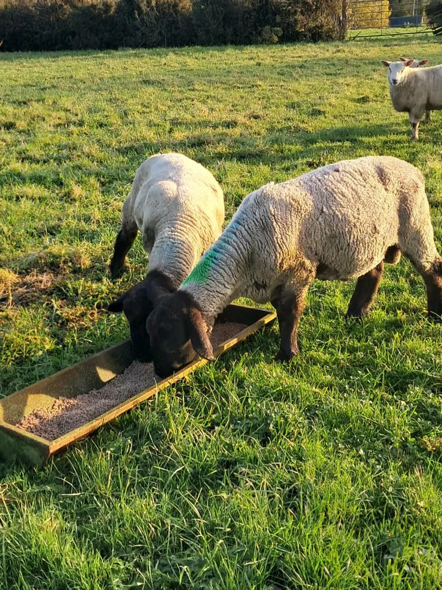 Pbnr suffolk ram - Image 2