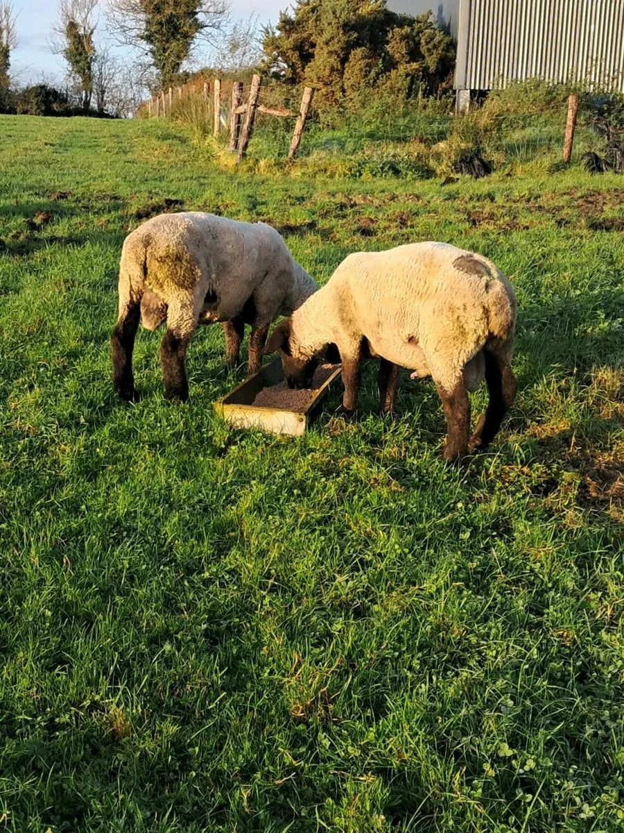 Pbnr suffolk ram - Image 3