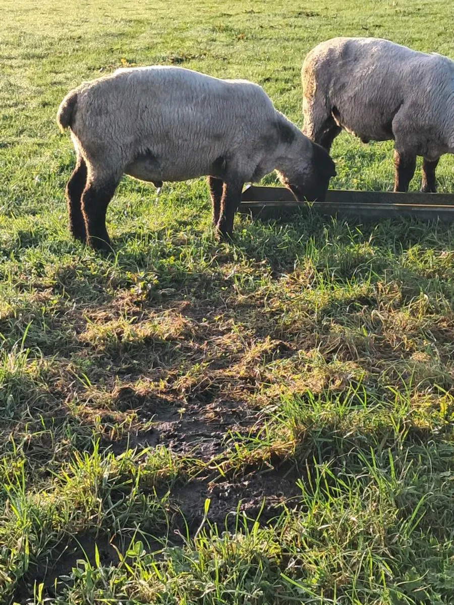 Pbnr suffolk ram - Image 4