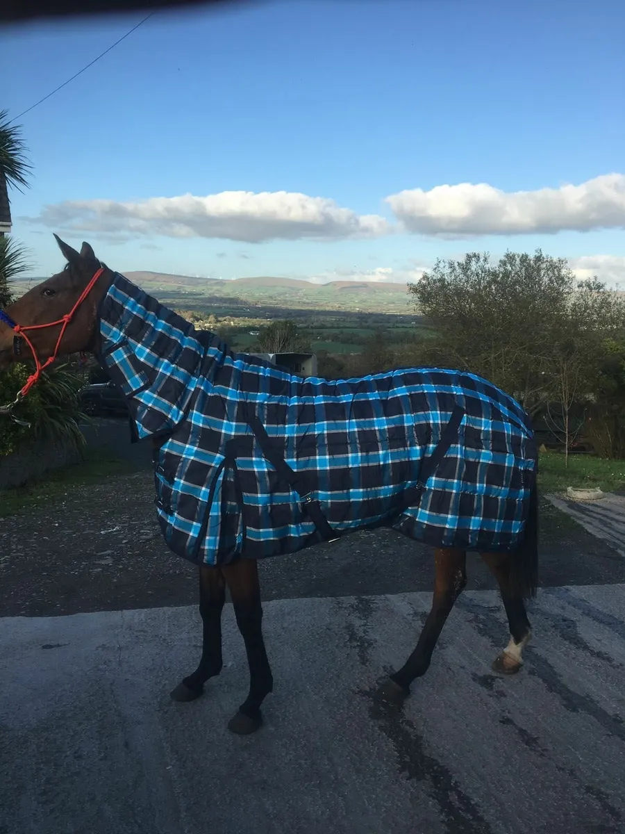 Turnout and Stable Rugs available - Image 2