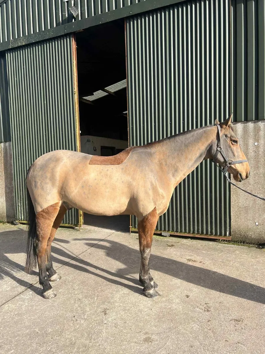 Clipping available - Image 1