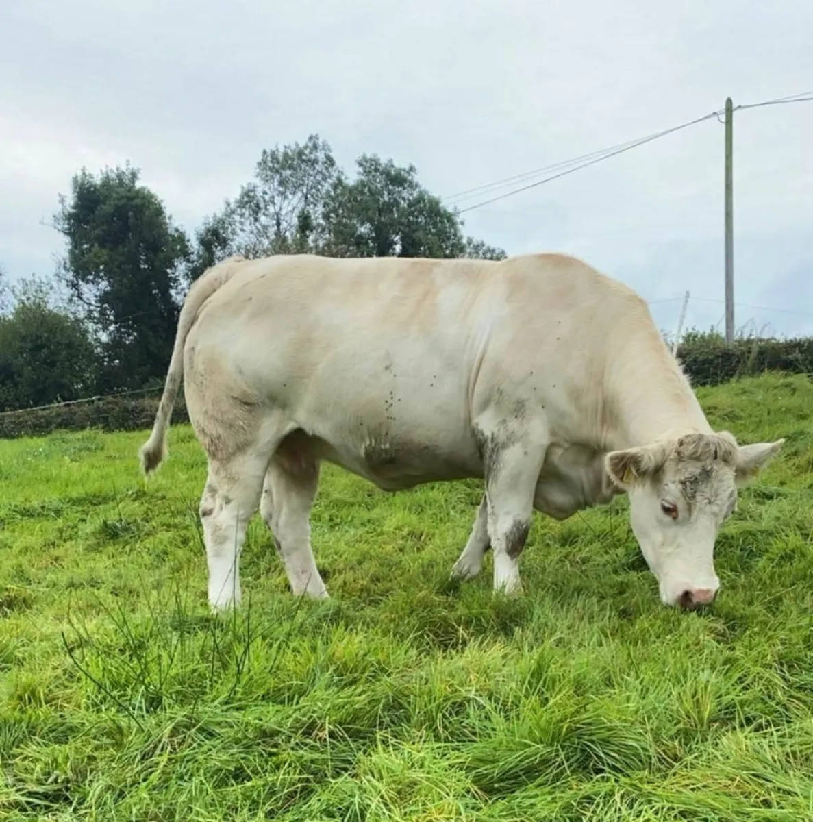 2x Charolais Cows - Image 2