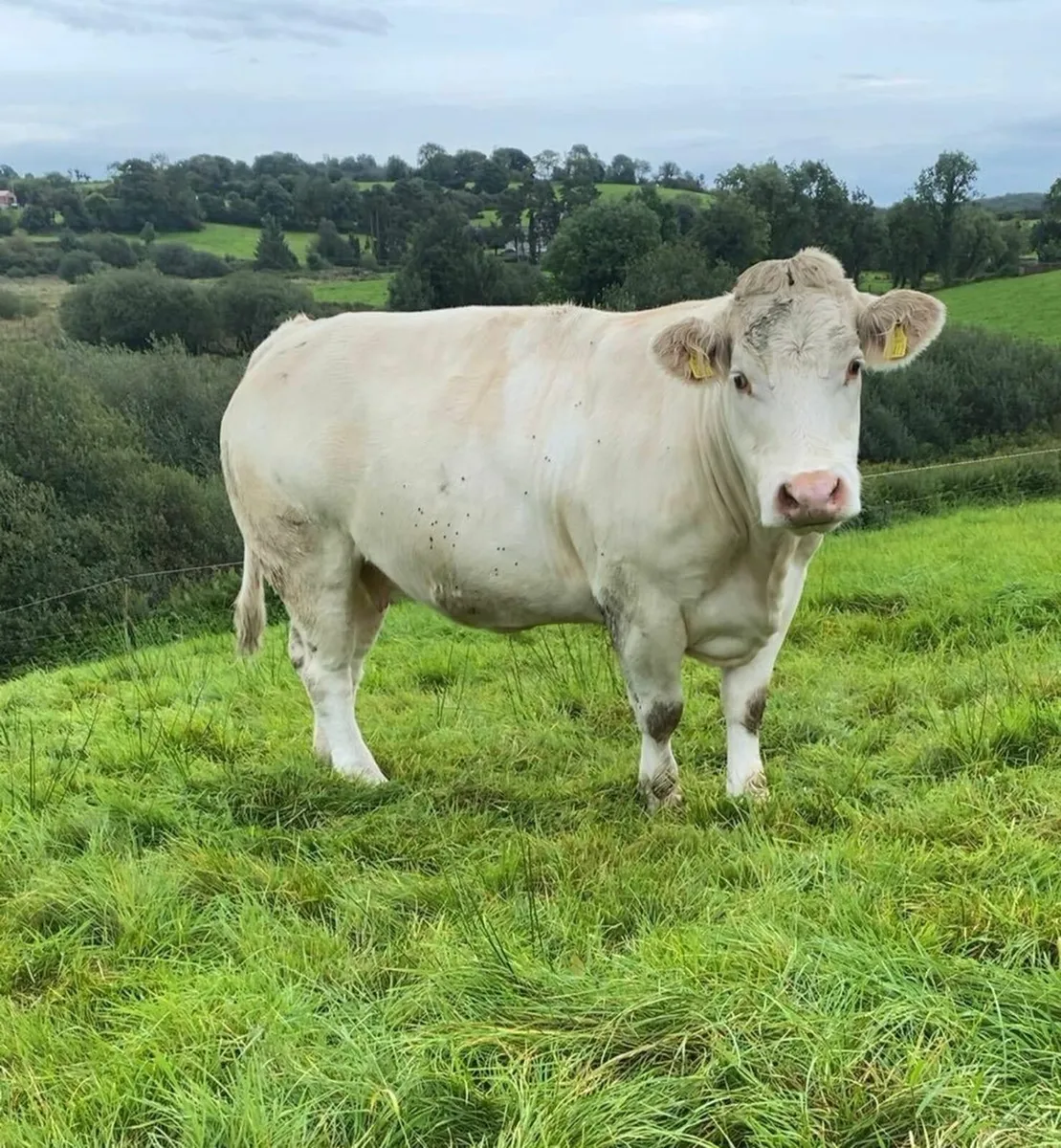 2x Charolais Cows - Image 1