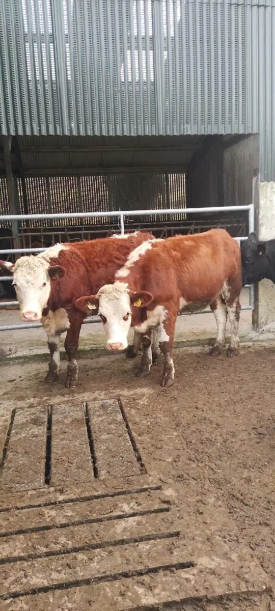 4 &5 star heifers - Image 4