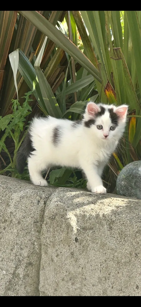 Ragdoll x Maine Coon Cross Kittens - Image 1