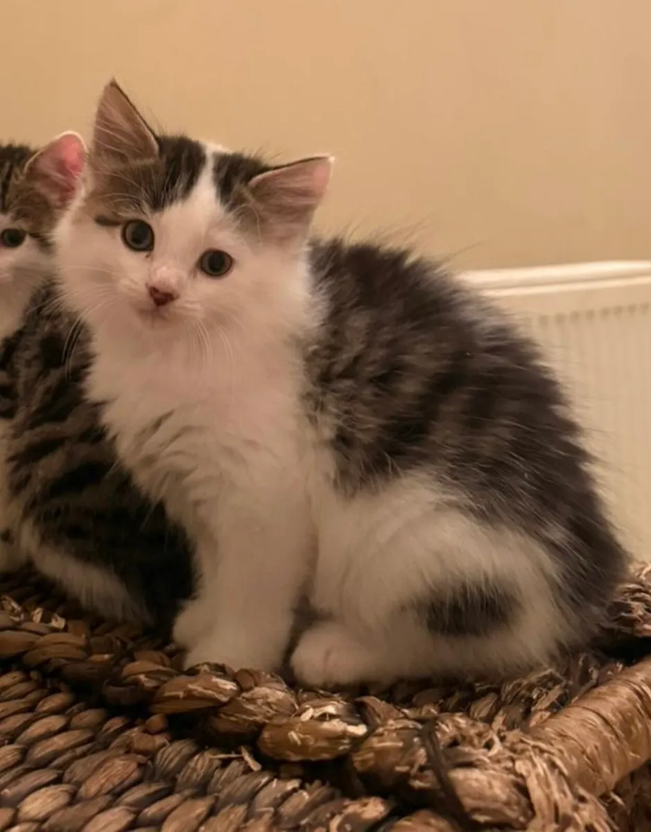 Ragdoll x Maine Coon Cross Kittens - Image 2