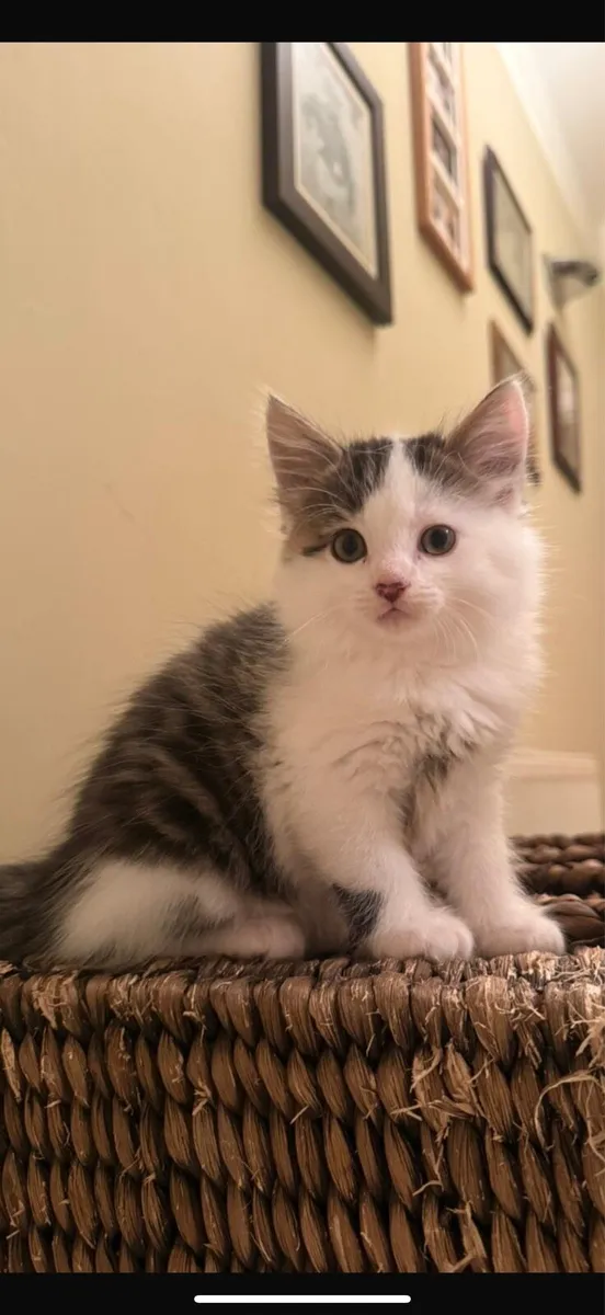 Ragdoll x Maine Coon Cross Kittens - Image 3