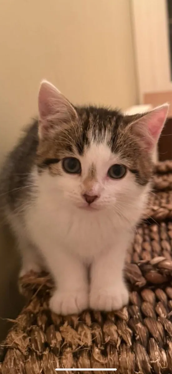 Ragdoll x Maine Coon Cross Kittens - Image 4